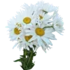 🌼