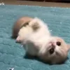 😇