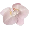 🌸