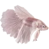 🐟