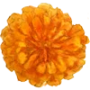🌼