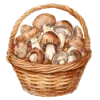 🍄‍🟫