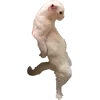 💃