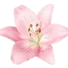 🌺