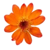🌺