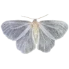 🦋