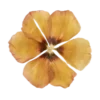 🌺