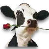 🐄