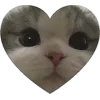 🐱
