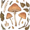 🍄