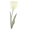 🌷