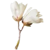 🌸