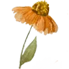 🌻