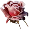 🌹