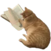 🐈