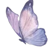 🦋