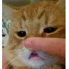 🐱
