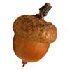 🌰