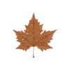 🍁
