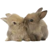 🐇