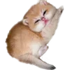 😴