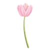 🌷