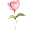 🌸
