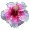 🌺