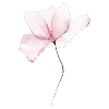 🌸