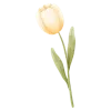 🌷