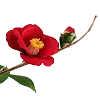 🌹