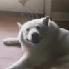 🐶
