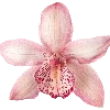 🌸