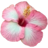 🌺