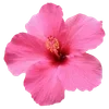 🌺