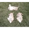🐇