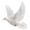 🕊