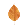 🍂