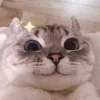 😺
