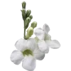 💐