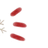 🎄