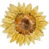🌻
