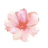 🌸