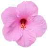 🌺