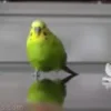🦜