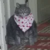 🐱