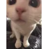 🐱