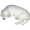 🐕