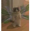 🧚‍♀