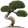 🍃